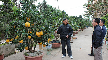Nghệ nhân Nguyễn Đăng Ninh, xóm 2, xã Nam Toàn (Nam Trực) giới thiệu cây cảnh cho khách mua hàng đón Tết Giáp Ngọ 2014.