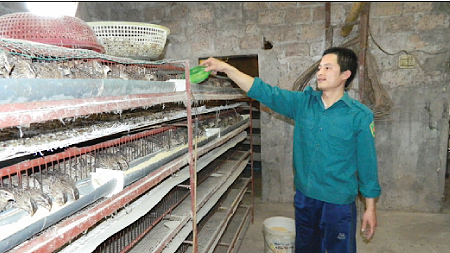 Anh Hoàng Trung Sơn, thôn Thượng, xã Mỹ Xá (TP Nam Định) chăm sóc chim cút.