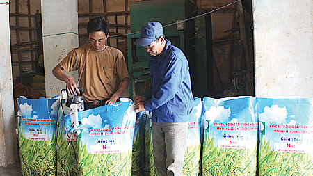 Cty CP Giống cây trồng Nam Định chuẩn bị giống lúa nếp N97 cung ứng ra thị trường.