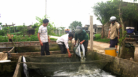 Thu mua cá giống ở đại lý của gia đình ông Nguyễn Văn Lương, xóm 7, xã Nghĩa Châu.