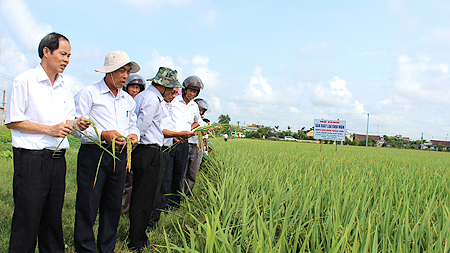 Tham quan mô hình sản xuất lúa chịu mặn vùng ven biển tại xã Giao Hải.