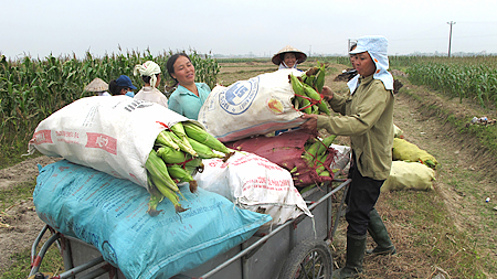 HTXDVNN Bắc Cường, xã Nam Cường (Ý Yên) hỗ trợ xã viên bao tiêu sản phẩm cây vụ đông.