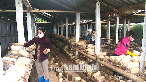 Sản xuất nấm ăn, nấm dược liệu tại HTX TTCN Linh Phát, xã Hải Chính.