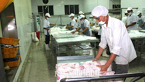 Đóng gói lợn sữa đông lạnh xuất khẩu của Cty.