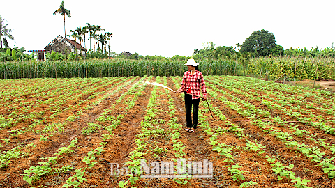 Nông dân xóm 8, HTXNN Nam Hải, xã Hải Phong (Hải Hậu) chủ động nguồn nước tưới cho cây đậu cô ve.