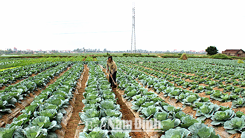 Mô hình trồng rau theo tiêu chuẩn VietGAP ở xã Yên Dương (Ý Yên).