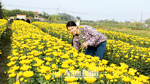 Mô hình trồng hoa của chị Trần Thị Đoan, thành viên Quỹ TYM, xã Nam Phong (TP Nam Định) mang lại giá trị kinh tế cao.