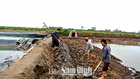 Nông dân vùng nuôi trồng thủy sản Cồn Xanh (Nghĩa Hưng) gia cố lại bờ ao trước khi bước vào vụ nuôi mới.
