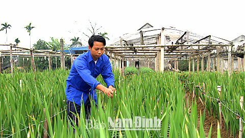 Đảng viên Bùi Quốc Huy, xóm Mỹ Tiến I, xã Nam Phong trồng hoa trên diện tích 3.600m2, mỗi năm cho thu nhập 450 triệu đồng.