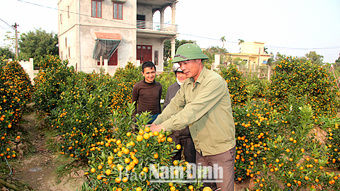 Ông Nguyễn Văn Tuyến ở xóm 8, xã Nam Vân (Nam Trực) bán quất cảnh cho khách hàng trước Tết Nguyên đán Ất Mùi 2015.