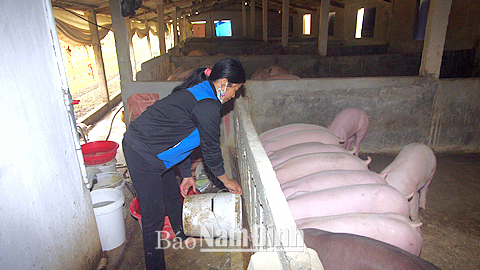 Nhờ áp dụng biện pháp xử lý môi trường bằng bể khí sinh học, gia đình chị Nguyễn Thị Thắm, xóm 10, xã Mỹ Hà đã mở rộng quy mô chuồng trại từ 70 lên 150 con lợn thịt.