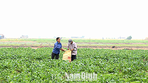 Nông dân xã Nghĩa Phong (Nghĩa Hưng) thu hoạch củ cải.