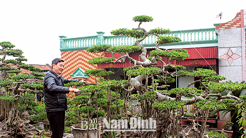 Ông Nguyễn Xuân Quang, xóm Tây Cát, xã Hải Lý (Hải Hậu) có vườn sanh rộng 1ha với khoảng 1.000 cây cảnh.