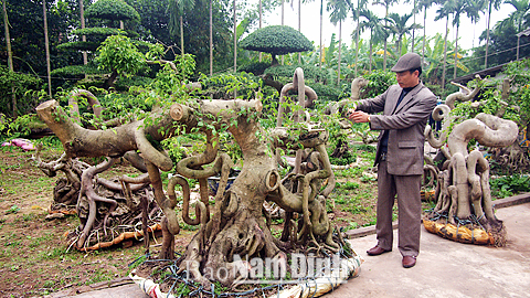 Nghệ nhân làng nghề Trần Văn Trung, xóm 7, xã Hải Sơn bên cây sanh nghệ thuật.