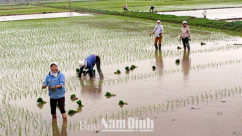 Nông dân xã Đại An (Vụ Bản) xuống đồng cấy lúa vụ xuân 2015. Ảnh: Nguyễn Hương