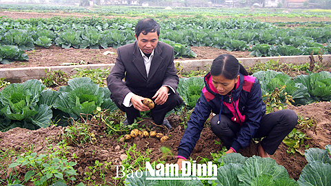 Nông dân thôn Mỹ Trung, xã Thành Lợi (Vụ Bản) thu hoạch rau vụ đông.