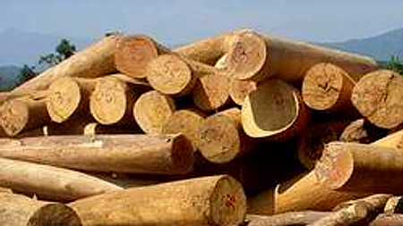 Cấm xuất khẩu gỗ tròn, gỗ xẻ các loại từ rừng tự nhiên trong nước- Ảnh minh họa