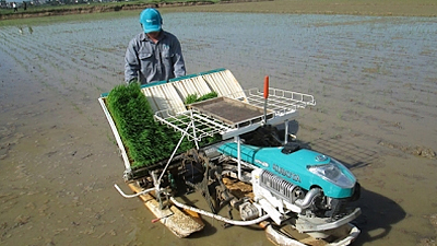  Người dân huyện Kim Bảng (Hà Nam) áp dụng công nghệ tiên tiến vào sản xuất trên cánh đồng mẫu. Ảnh: BÍCH THỤC 