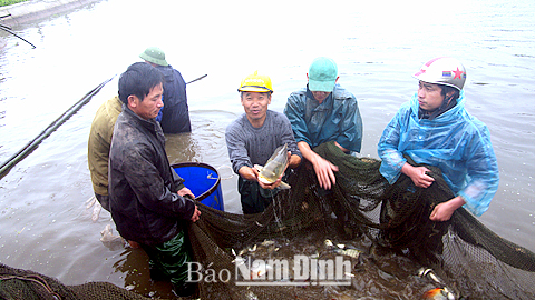 Mô hình nuôi cá truyền thống của gia đình hội viên nông dân Nguyễn Văn Khuynh, xã Hải Đông cho thu nhập cao.