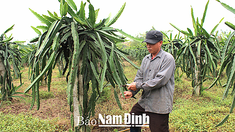 Năm 2014, gia đình anh Phạm Ngọc Nam, xóm An Trạch, xã Trực Chính (Trực Ninh) thu nhập 250 triệu đồng từ cây thanh long ruột đỏ.