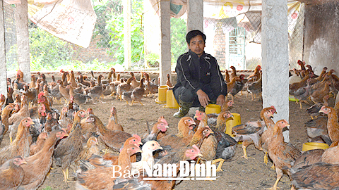 Được Quỹ tín dụng nhân dân xã Đại An (Vụ Bản) cho vay 75 triệu đồng, anh Trần Văn Dũng ở thôn An Cự đã đầu tư xây dựng chuồng trại nuôi lợn, gà, vịt mang lại hiệu quả kinh tế cao.