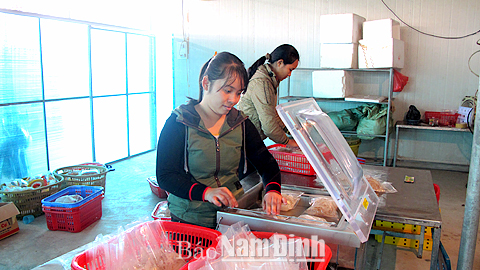 Đóng gói sản phẩm sứa ăn liền trên dây chuyền công nghệ hiện đại tại cơ sở của gia đình anh Phạm Văn Phong, Thị trấn Thịnh Long.