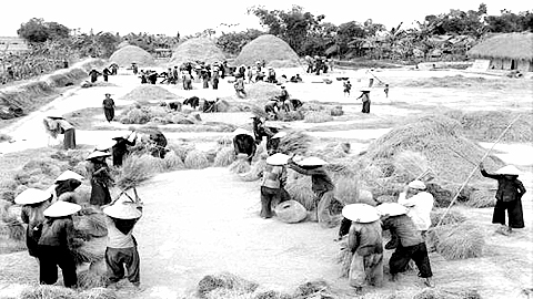 Ngày mùa trên sân kho HTX nông nghiệp ở huyện Nghĩa Hưng trong những năm kháng chiến chống Mỹ cứu nước. Ảnh: TL