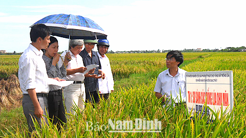 Cán bộ Sở KH và CN, Sở NN và PTNT kiểm tra mô hình khảo nghiệm xây dựng quy trình trồng lúa tại vùng đất nhiễm mặn huyện Giao Thủy.