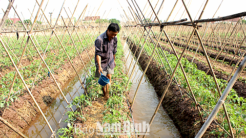 Nông dân đội 3, Thị trấn Quỹ Nhất chăm sóc cây cà chua trồng trên đất lúa.