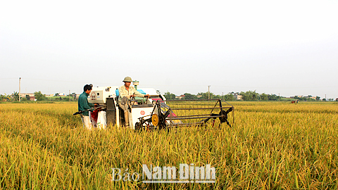 Thu hoạch lúa mùa trên cánh đồng xã Bình Minh (Nam Trực).