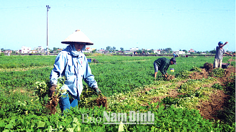 Xã viên HTXDVNN Nam Hoa (Nam Trực) thu hoạch lạc vụ mùa.