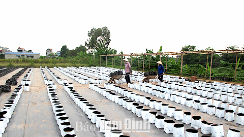 Chuẩn bị sản xuất rau theo mô hình công nghệ cao trong trang trại của anh Trần Trọng Việt, xã Mỹ Thắng.