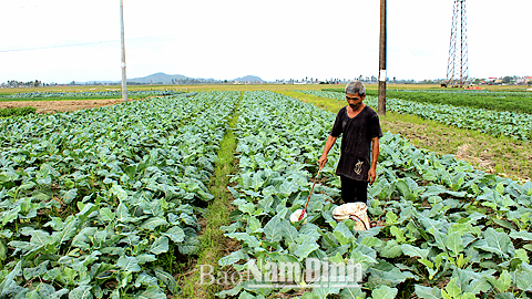 Nông dân xã Yên Dương (Ý Yên) chăm sóc rau màu vụ đông.