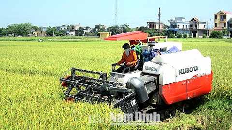 Nông dân xã Mỹ Thắng thu hoạch lúa bằng máy gặt đập liên hợp. Ảnh: Do cơ sở cung cấp