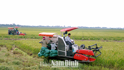 Cty TNHH Cơ khí Đình Mộc (Xuân Trường) đầu tư các máy gặt đập liên hợp phục vụ sản xuất nông nghiệp. 