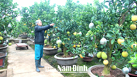 Nghệ nhân SVC Nguyễn Đăng Ninh ở xóm 2, xã Nam Toàn chăm sóc bưởi trồng trên chậu chuẩn bị phục vụ dịp Tết Nguyên đán Bính Thân 2016.
