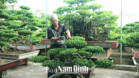 Nhờ trồng cây cảnh, gia đình ông Lâm Văn Quý ở xóm 2, xã Nam Thắng (Nam Trực) có thu nhập ổn định 100 triệu đồng/năm.