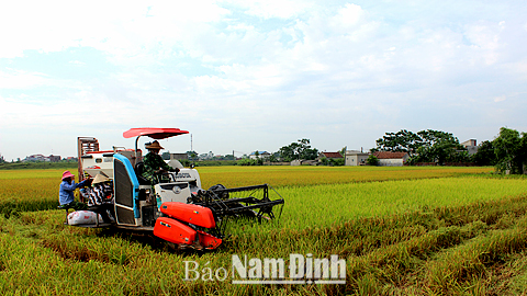 Cơ giới hóa khâu thu hoạch tại xã Việt Hùng (Trực Ninh).