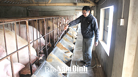 Chăm sóc đàn lợn nái tại trang trại của anh Vũ Văn Thành, xóm 10, xã Trực Mỹ (Trực Ninh).