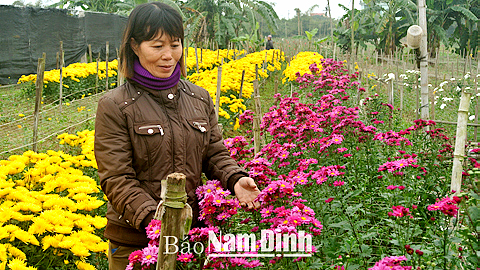 Nghề trồng hoa đem lại giá trị kinh tế cao giúp xã Mỹ Tân hoàn thành tiêu chí về thu nhập trong xây dựng NTM (Trong ảnh: Đồng hoa tại thôn Hồng Hà 2).