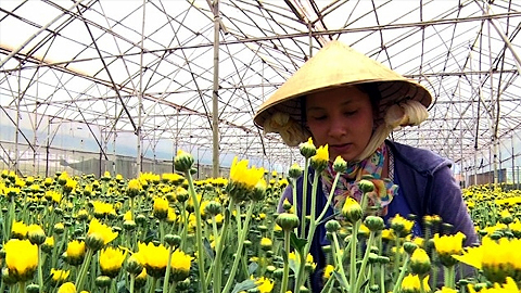 Thu hoạch hoa cúc tại Làng hoa Thái Phiên – Đà Lạt.
