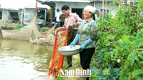 Gia đình chị Nguyễn Thị Noãn, xã Nghĩa Bình (Nghĩa Hưng) kiểm tra sự sinh trưởng của cá diêu hồng.