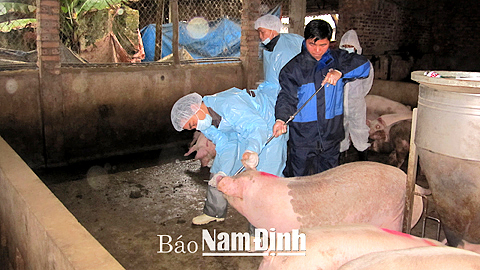 Cán bộ Chi cục Thú y tỉnh lấy mẫu dịch mũi để giám sát bệnh cúm lợn tại xã Yên Lợi (Ý Yên).