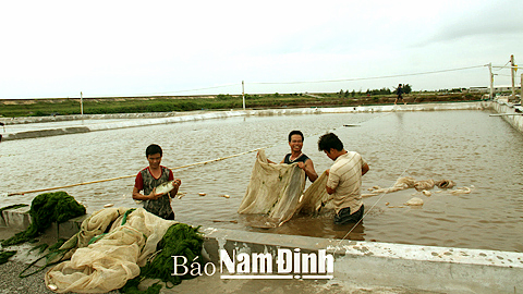 Thu hoạch cá tại xã Bạch Long (Giao Thủy).