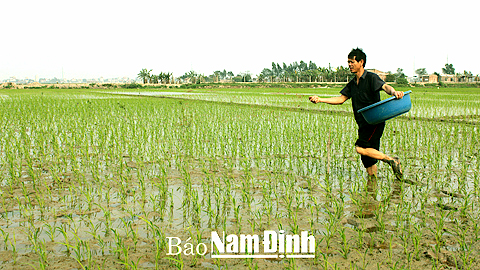 Chăm sóc ruộng lúa tại hộ gia đình ông Nguyễn Văn Nam, đội 6, thôn Hoàng Nghị, xã Yên Hồng.