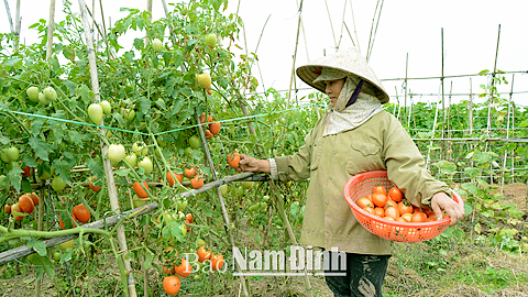 Nhờ được vay 100 triệu đồng từ Quỹ TDND xã Hải Ninh (Hải Hậu), gia đình chị Tạ Thị Lý ở thôn Ninh Đồng đã đầu tư phát triển trồng các loại rau màu cho thu nhập cao.
