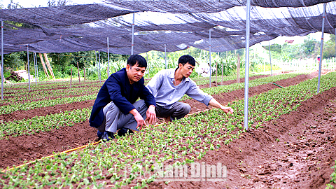 Mô hình trồng hoa ly, hoa tuy-líp của hộ anh Nguyễn Trọng Đại, xã Mỹ Tân.