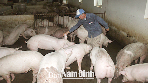 Tiêm phòng vắc-xin dịch tả cho đàn lợn tại xã Hải Đông (Hải Hậu).