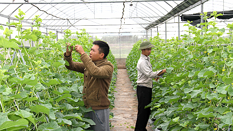 Mô hình ứng dụng nông nghiệp công nghệ cao sản xuất rau sạch tại xã Mỹ Thắng (Mỹ Lộc).