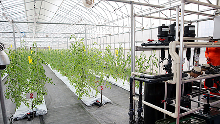 Hệ thống nhà máy trồng rau theo công nghệ AKISAI có khả năng tự điều chỉnh độ ẩm, nhiệt độ, ánh sáng theo tiêu chuẩn của cây trồng. 